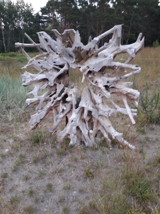 Gartenanlage Santé Royale Rügen Resort