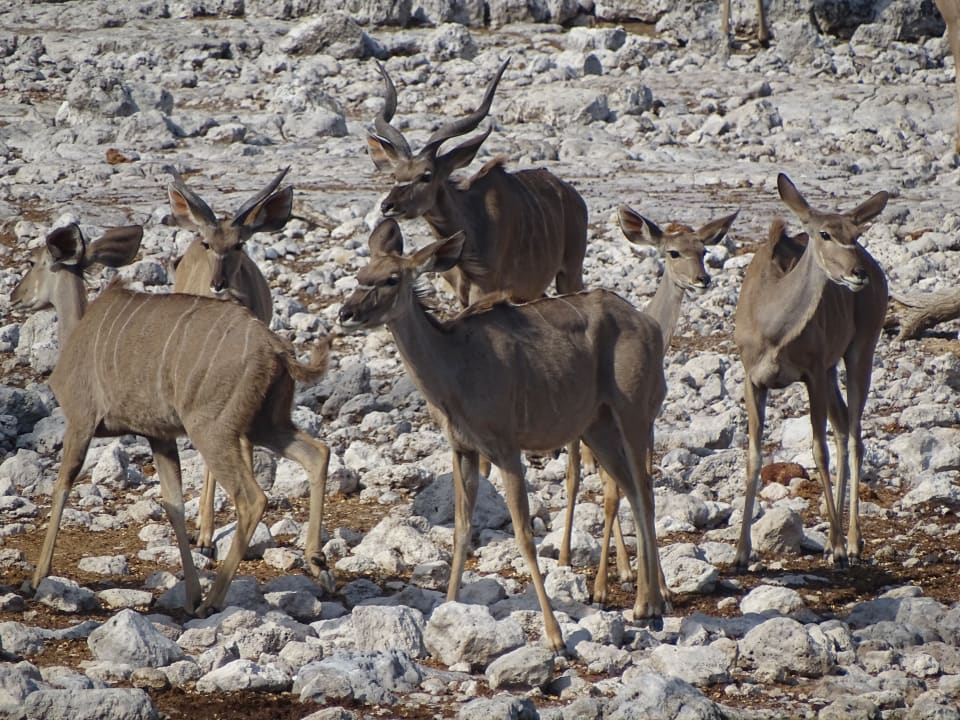 Ausblick Okaukuejo Camp