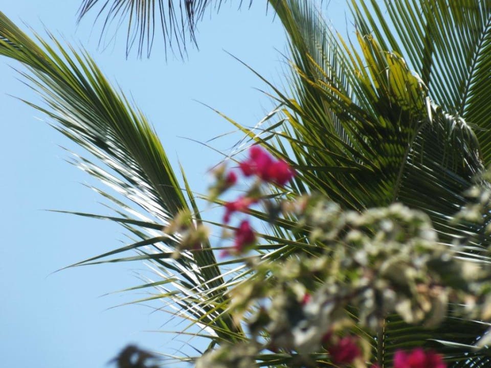 Blühten überall Grand Palladium Select Bávaro Resort & Spa