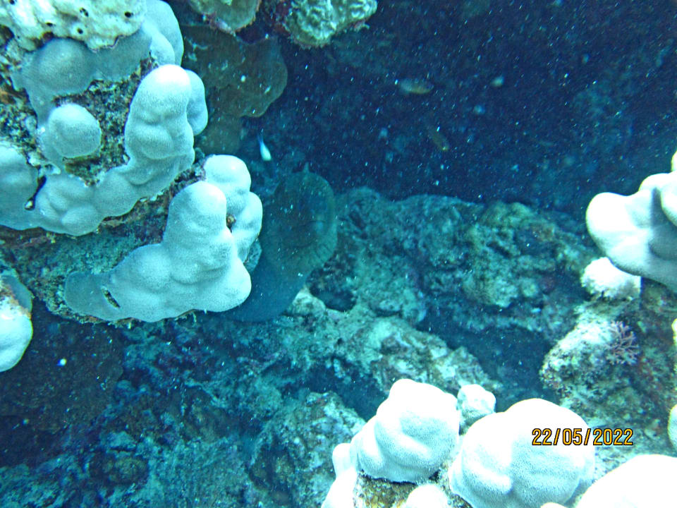 Sport & Freizeit The Oasis Dive Resort