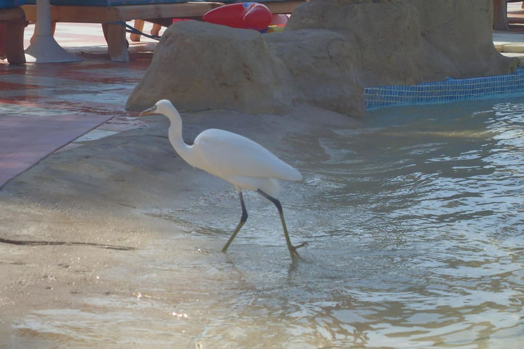 Ein Reiher besucht den Kinderpool Pickalbatros Dana Beach Resort - Hurghada