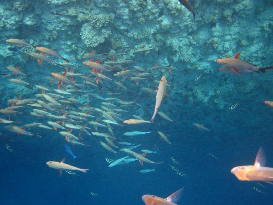 Fischschwarm  NH Collection Maldives Reethi Resort