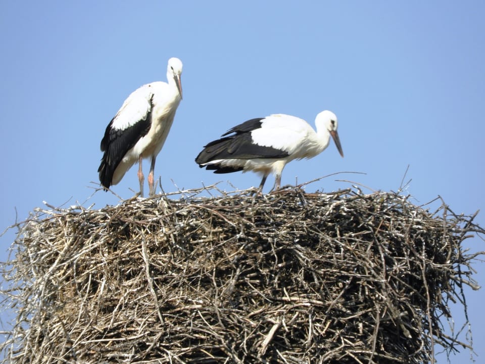 Ausblick Hotel Post Illmitz