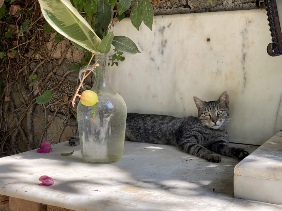 Gartenanlage Pension Begonville