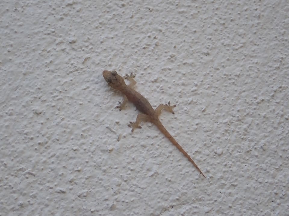 Eidechsen überall! Kuramathi Maldives