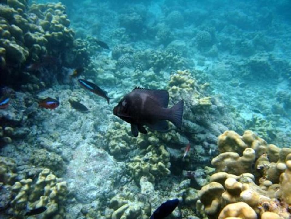 Unterwasser - Bootstauchgang NH Collection Maldives Reethi Resort