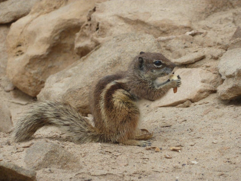 Atlashörnchen Richtung Jandia TUI MAGIC LIFE Fuerteventura