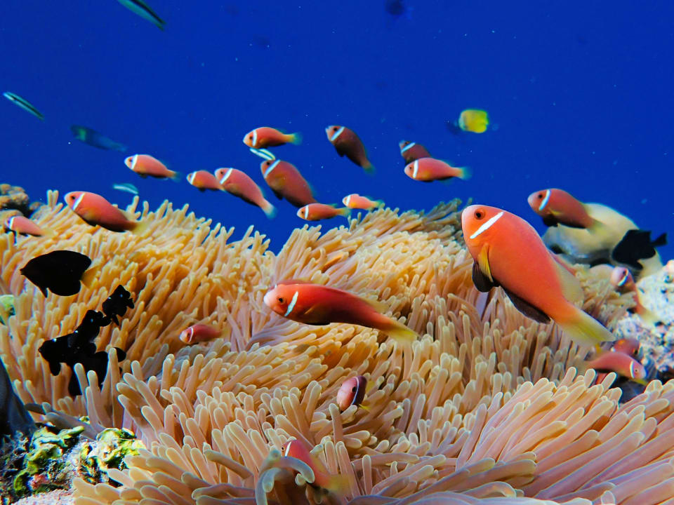 Sport & Freizeit Filitheyo Island Resort