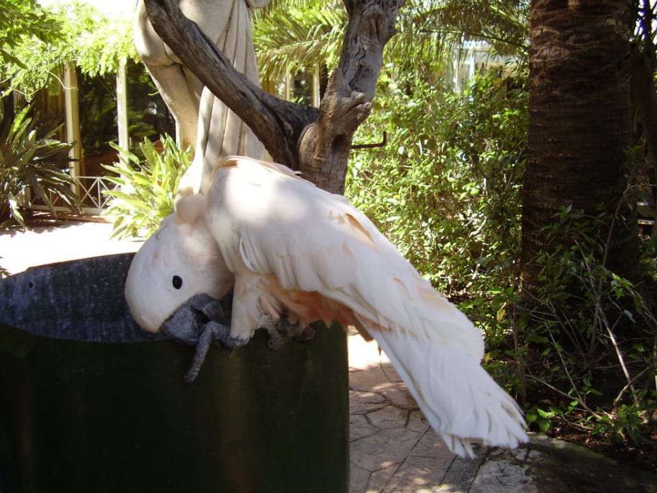 Ara im Garten Bahía de Alcúdia Hotel & Spa