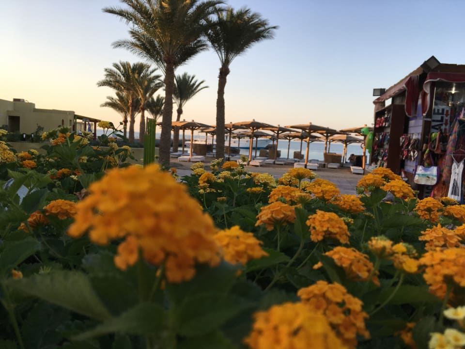 Gartenanlage Palm Beach Resort