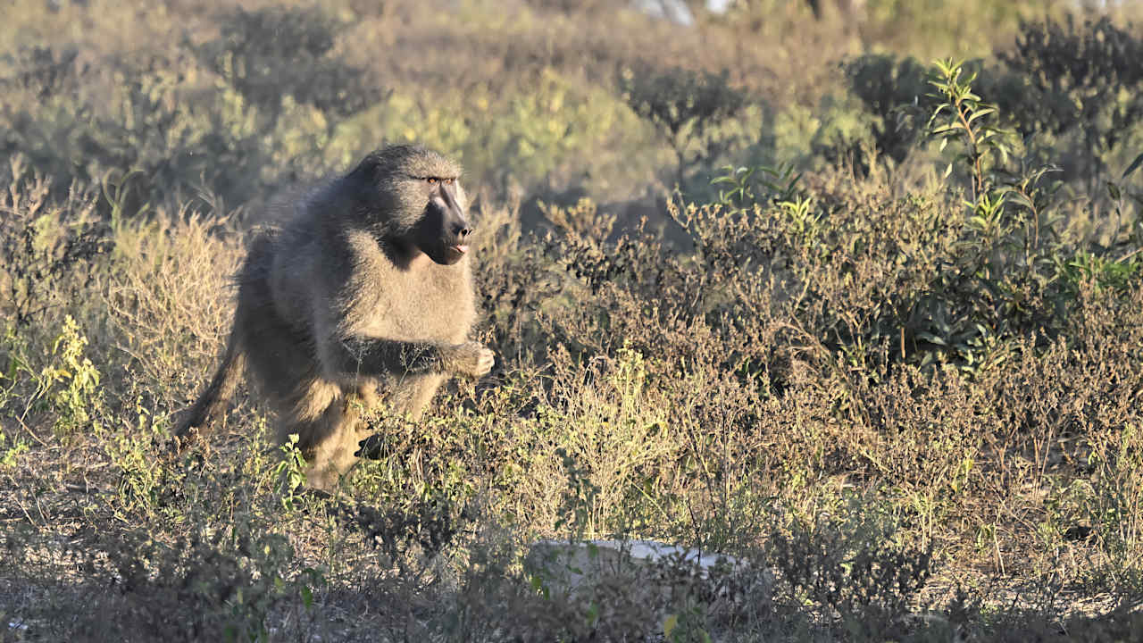 Sport & Freizeit Motswari Private Game Reserve & Geiger's Camp