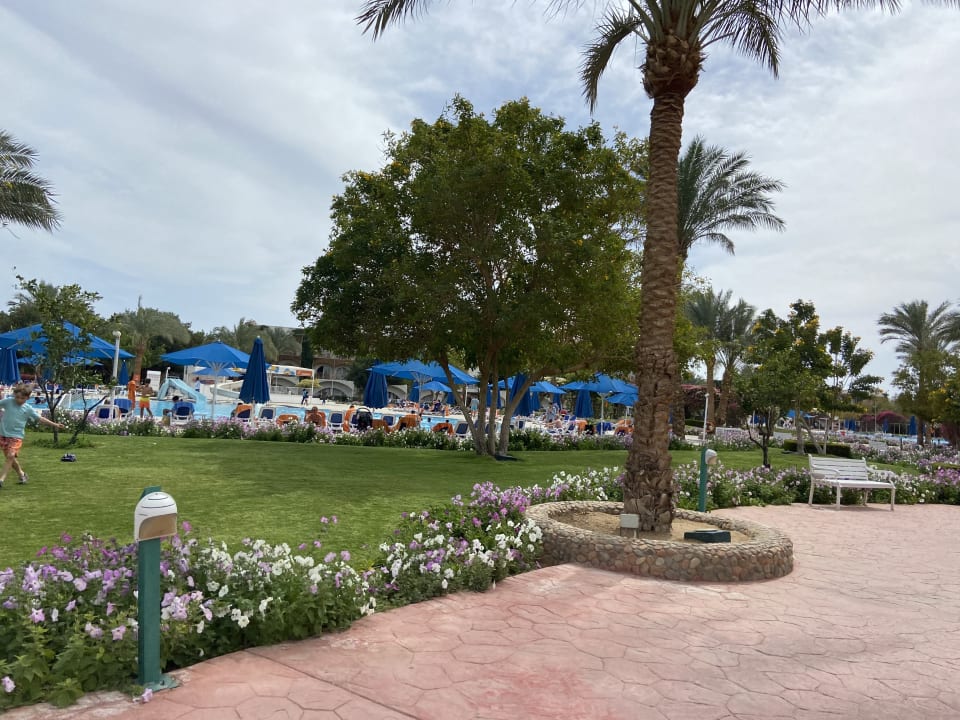 Gartenanlage Desert Rose