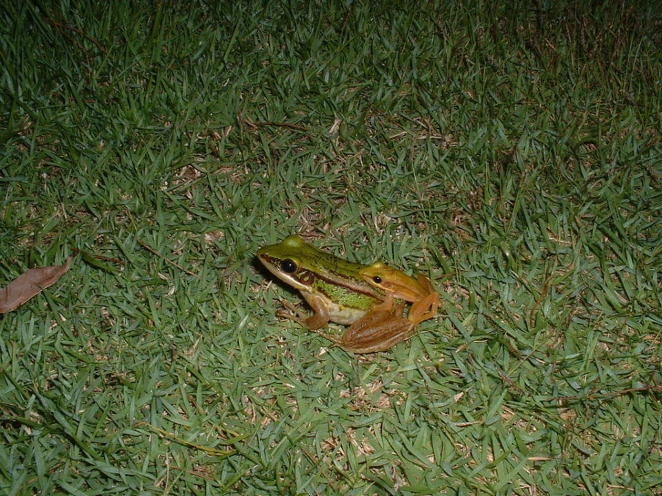 Frosch am Teich vom Merlin Khao Lak Merlin Resort