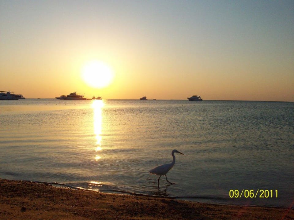 Strand morgens 6 Uhr  The Grand Hotel Hurghada