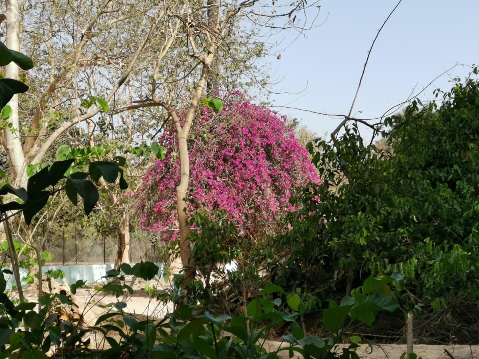 Gartenanlage TUI BLUE Tamala