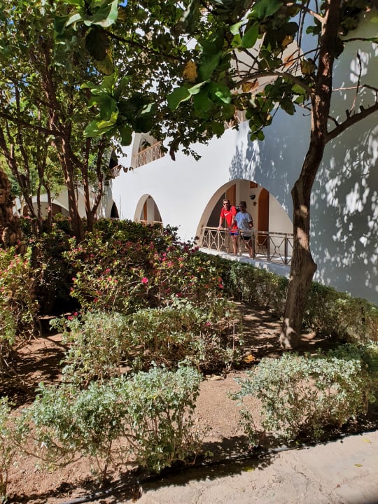 Gartenanlage Desert Rose