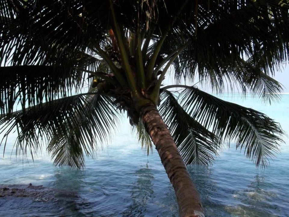Palme im Wasser Adaaran Select Hudhuran Fushi - Premium All Inclusive
