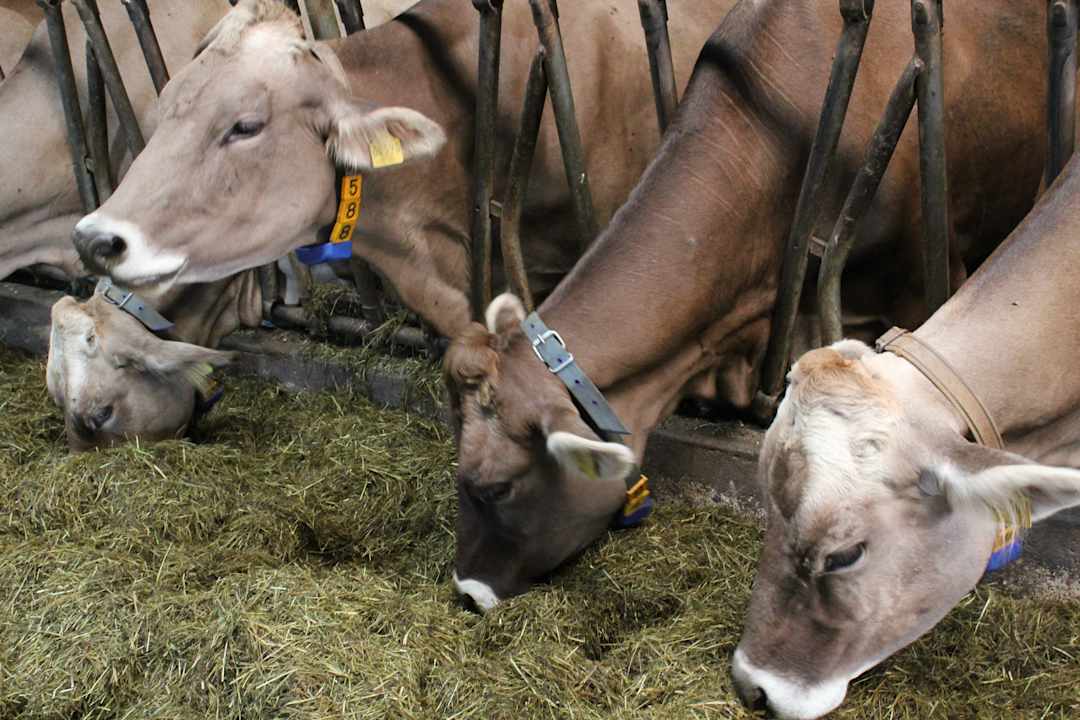 Sonstiges Ferienhof Babel