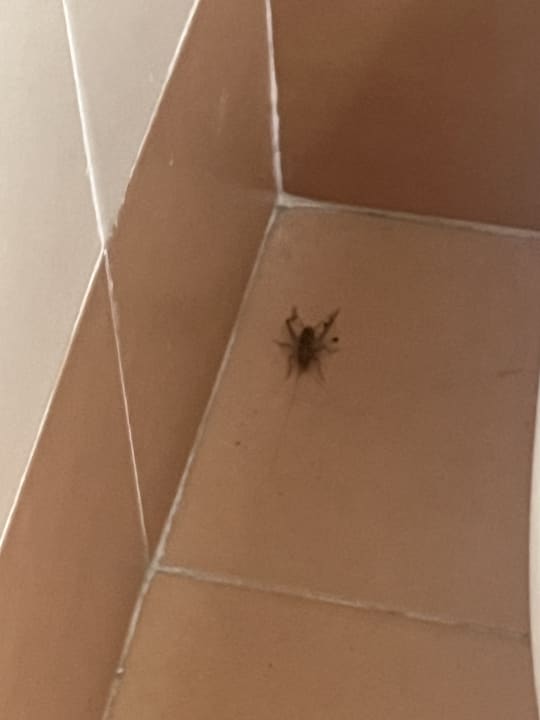 Zimmer Apartments Porto Letizia