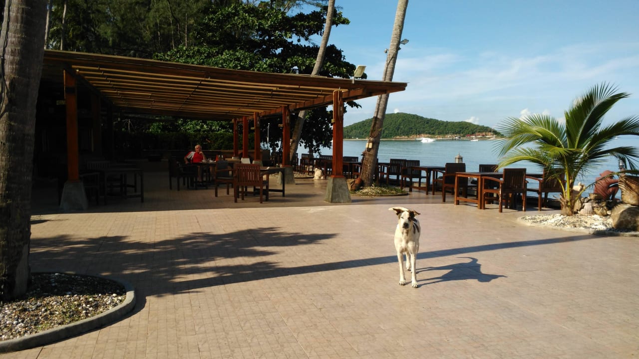 Hund ständig in der Anlage Kanok Buri Resort