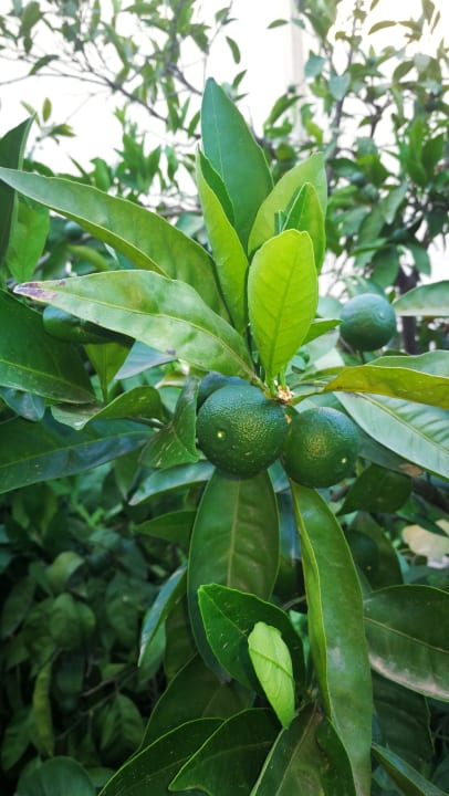 Gartenanlage Paloma Oceana