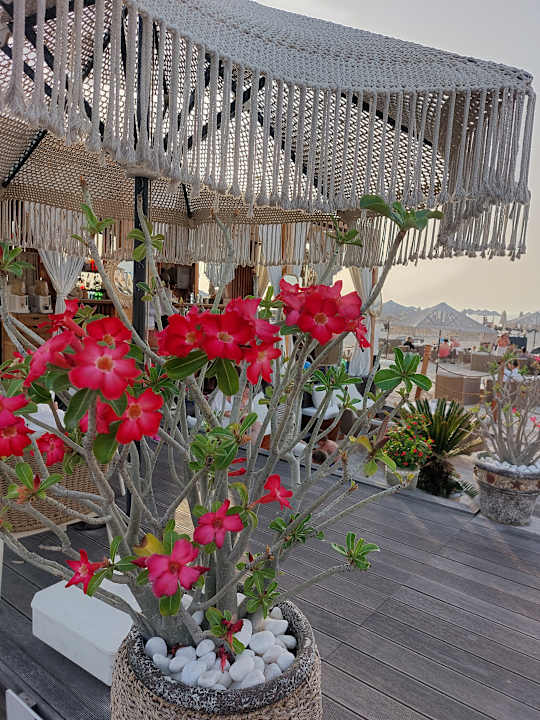 Strand Rixos Premium Saadiyat Island