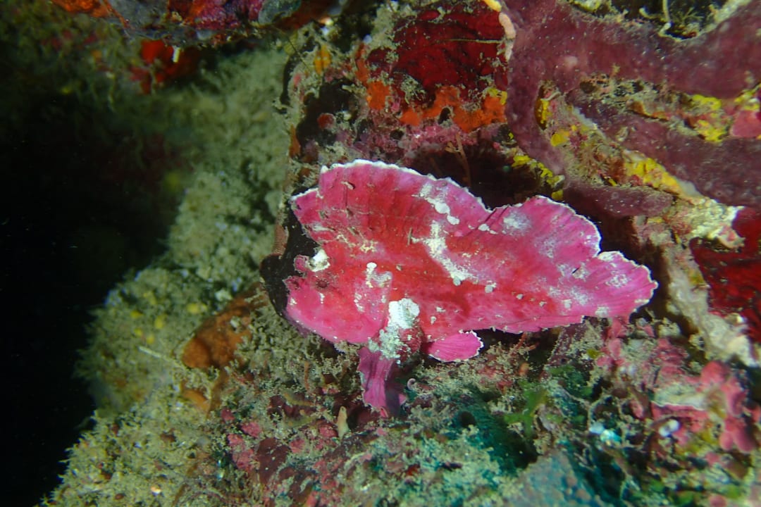 Sport & Freizeit Turtle Bay Beach Club