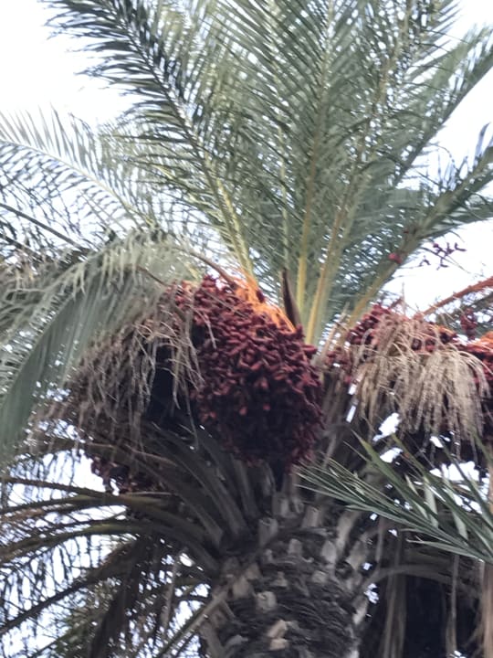 Gartenanlage Royal Wings Hotel