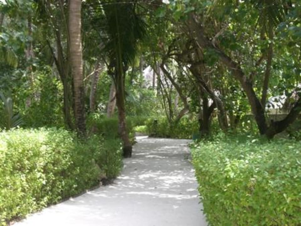 Weg im Inselinneren Sun Siyam Vilu Reef