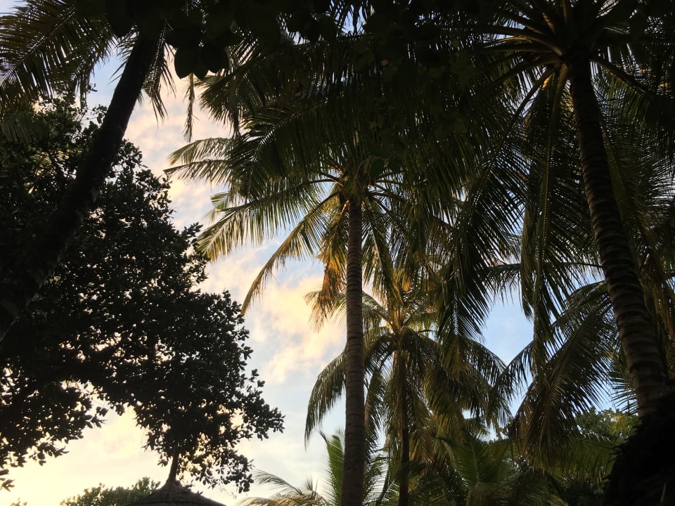 Gartenanlage Reethi Beach Resort