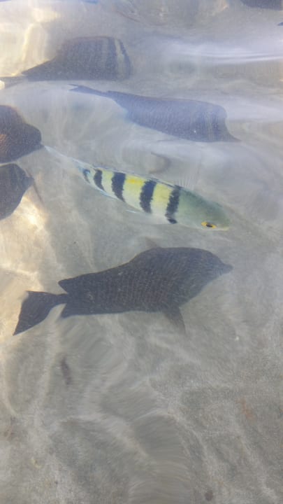 Strand Malikia Resort Abu Dabbab