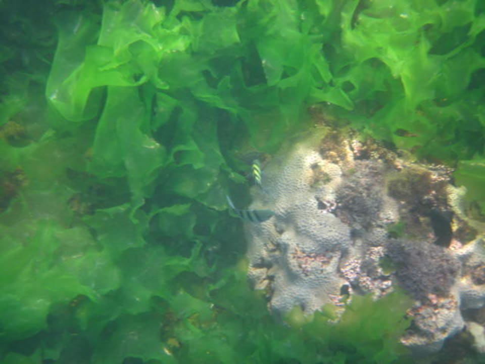 Wenn man sich getraut hat über d. Kelp zu schwimmen Wyndham Garden Salalah Mirbat