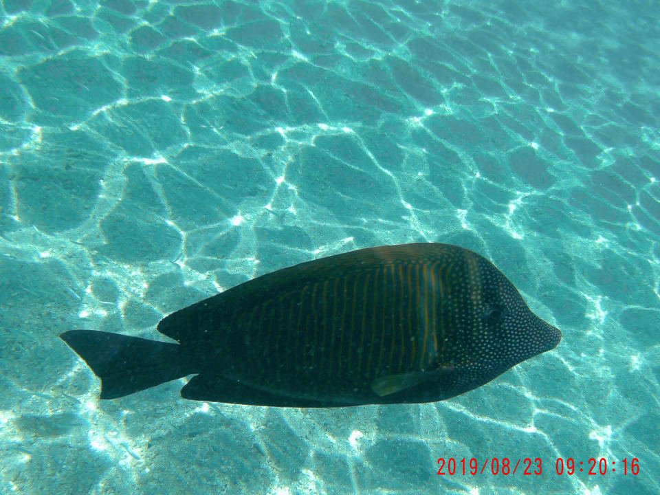 Strand Cleopatra Luxury Resort Makadi Bay