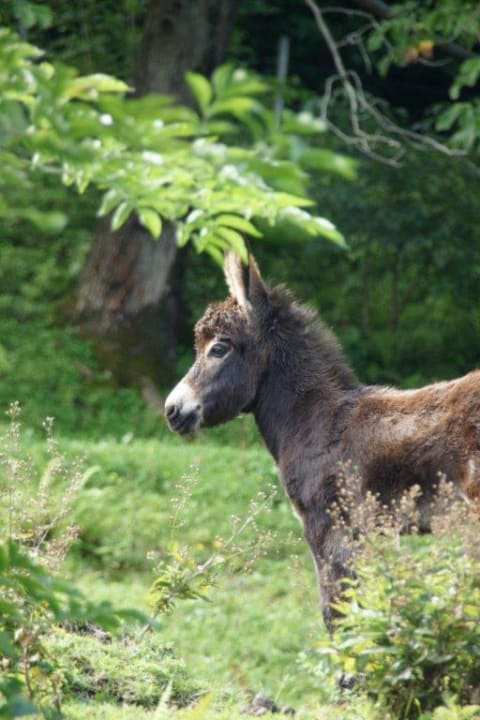 Streichelzoo Hotel La Campagnola