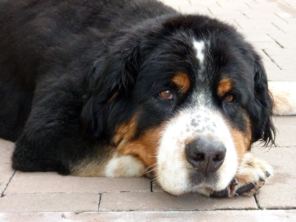 Haushund Amadeus Hotel Gasthof Kröll