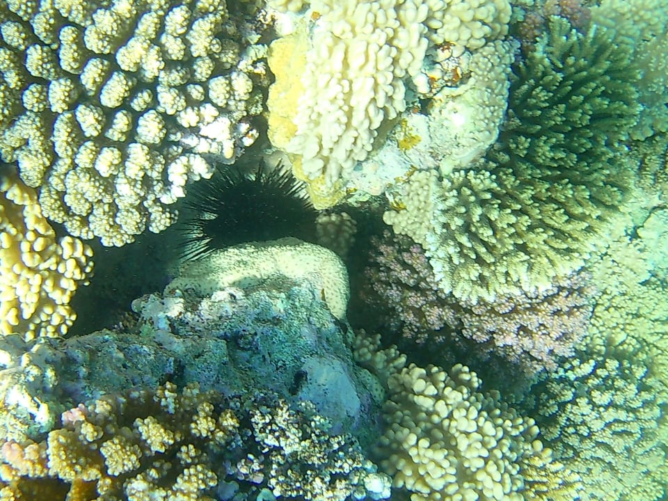 Strand Serenity Alpha Beach