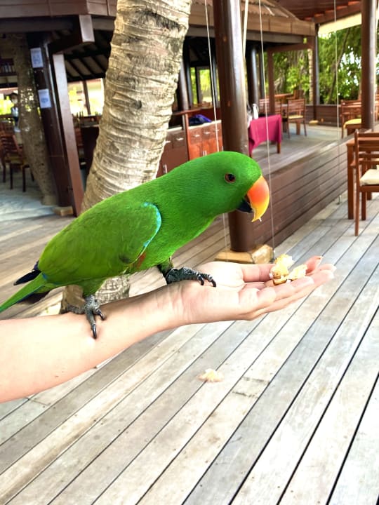 Sonstiges ROBINSON MALDIVES