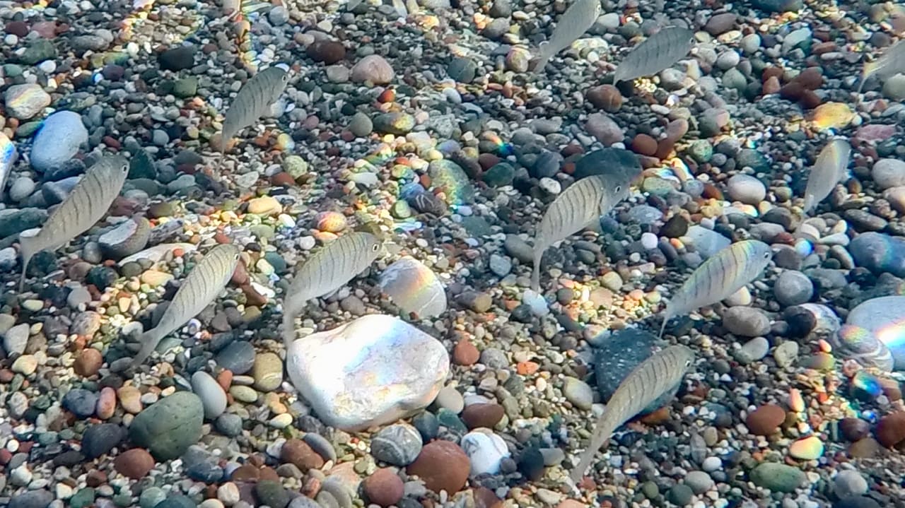 Strand Atlantica Plimmiri