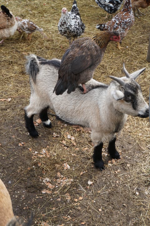 Sonstiges Hotel Tamodi Lodge