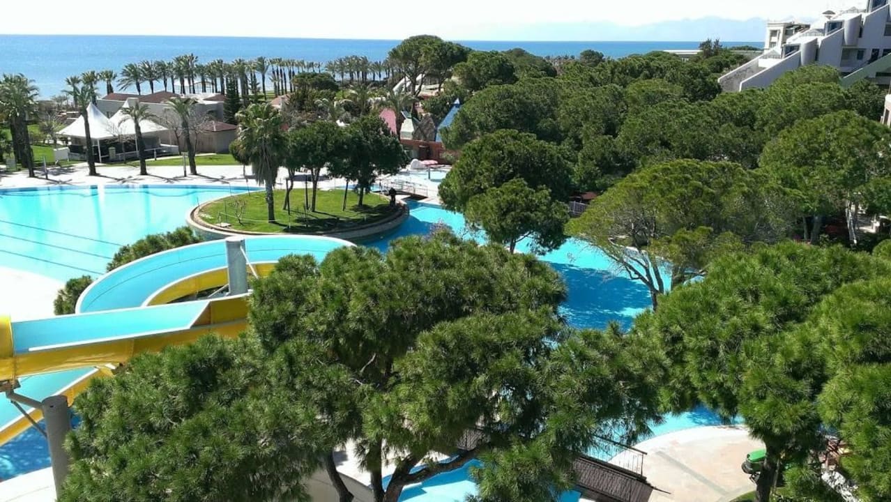 Sehr schön Papillon Ayscha