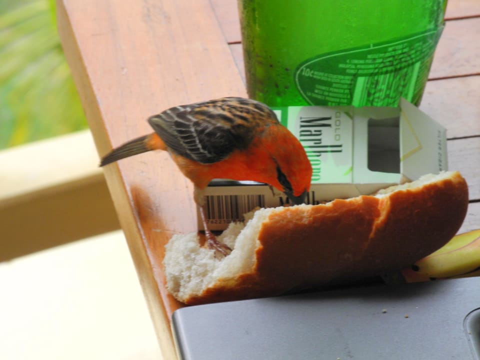 Der Kardinal als Zaungast am Balkon Hotel La Mariposa
