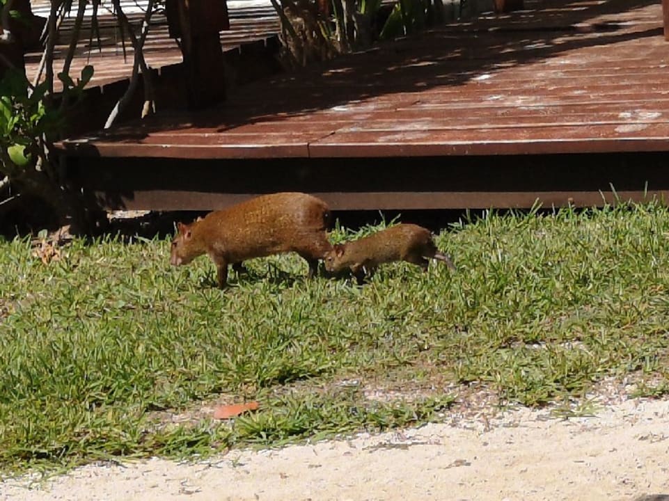Gartenanlage Akumal Bay Beach & Wellness Resort