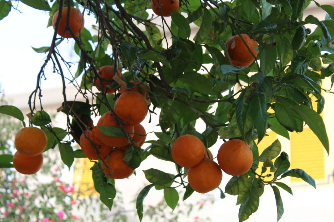 Gartenanlage Louis St. Elias Resort & Waterpark