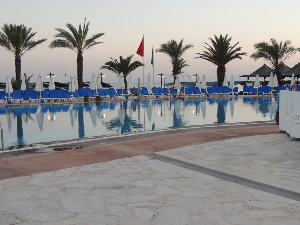 Basen Papillon Belvil