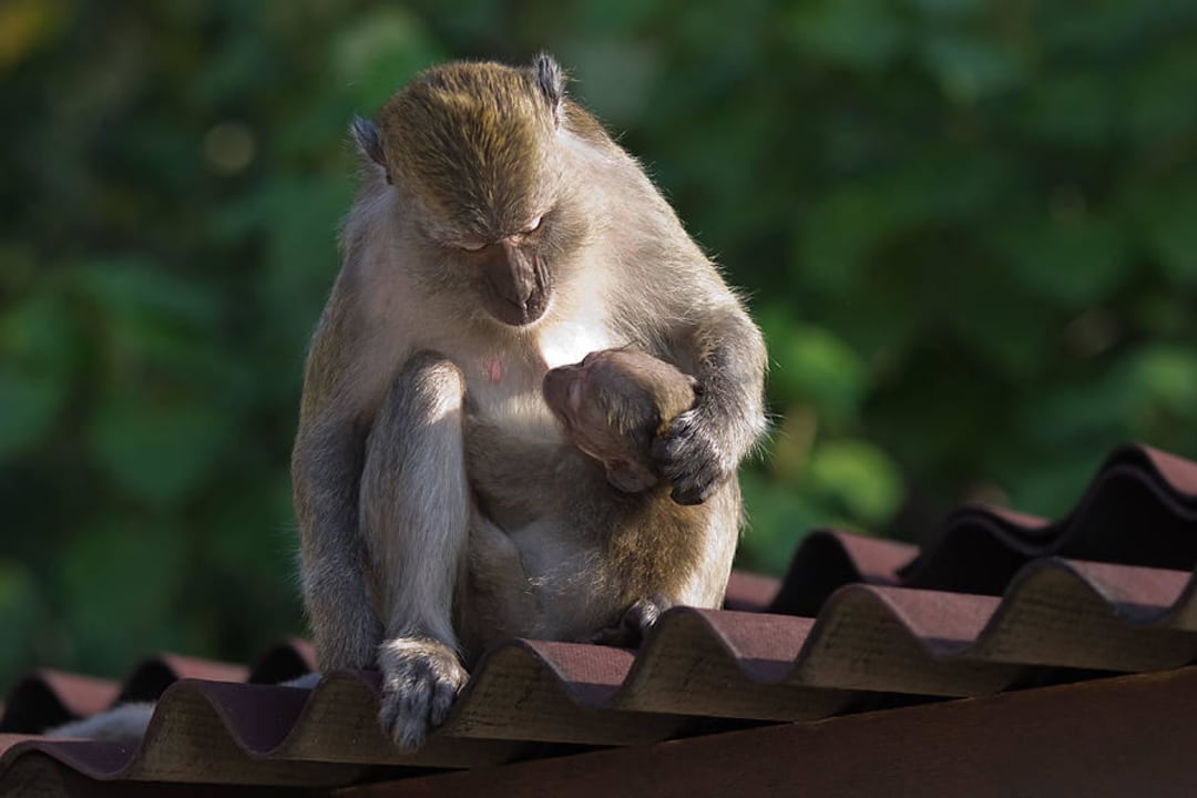 Hotel Berjaya Langkawi Beach & Spa Resort Berjaya Langkawi Resort