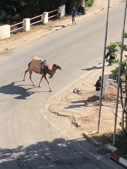 Ausblick Hotel Royal Nozha
