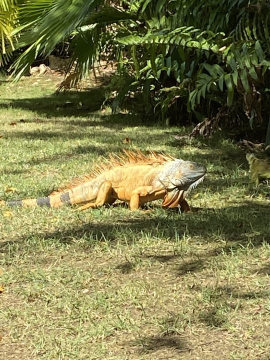 Gartenanlage Caribe Deluxe Princess