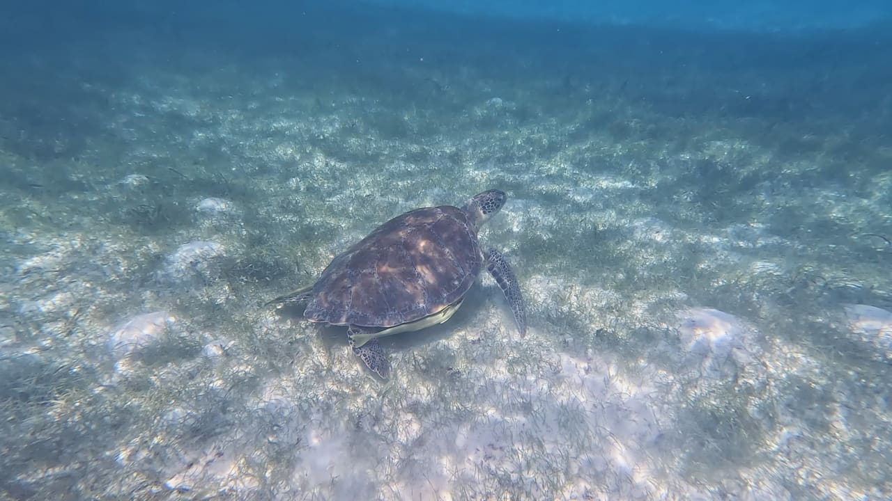 Sport & Freizeit Akumal Bay Beach & Wellness Resort