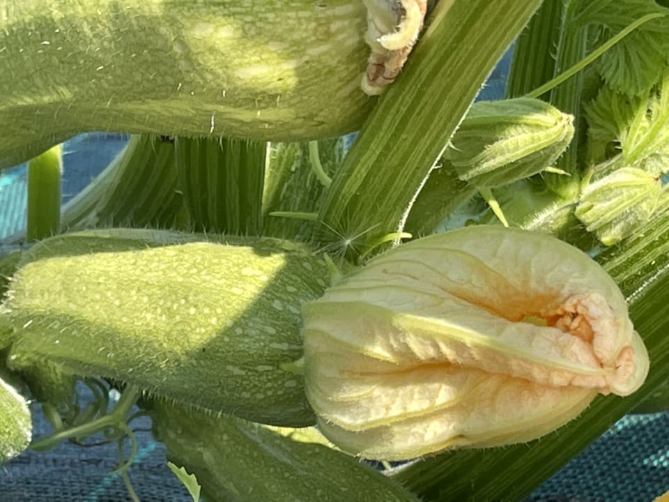 Gartenanlage Alexandra Beach Thassos Spa Resort