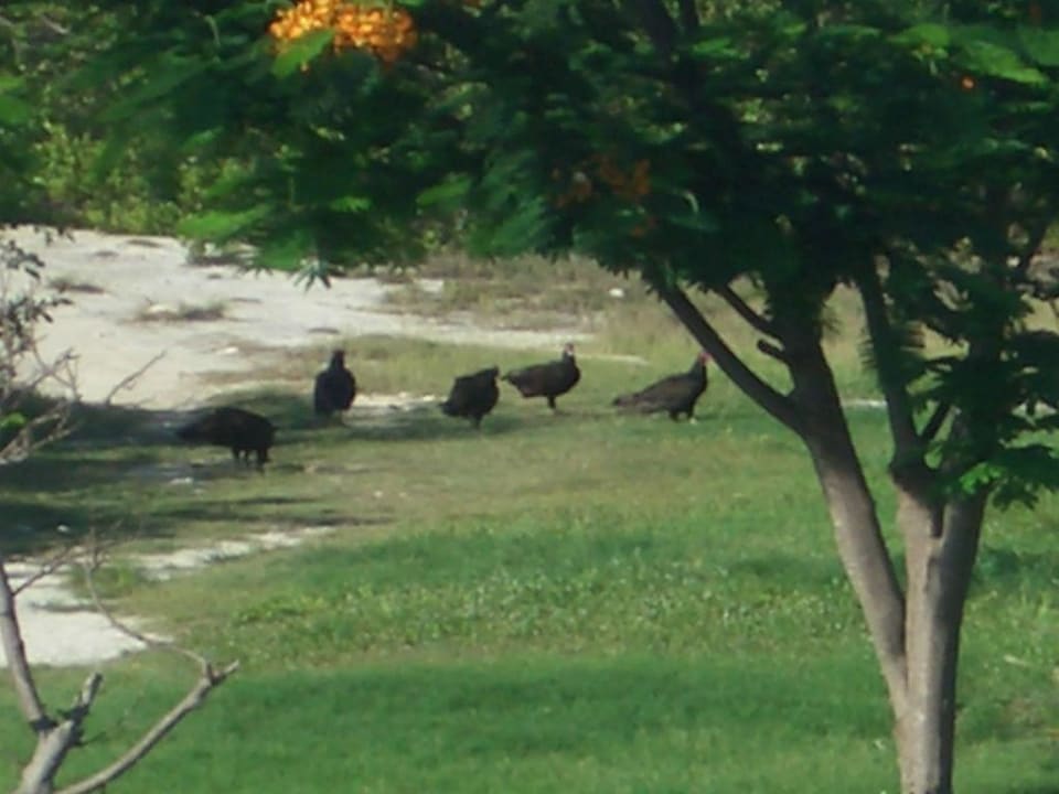 Und für die Reste kamen abends die Geier Hotel Camino del Mar Cayo Guillermo
